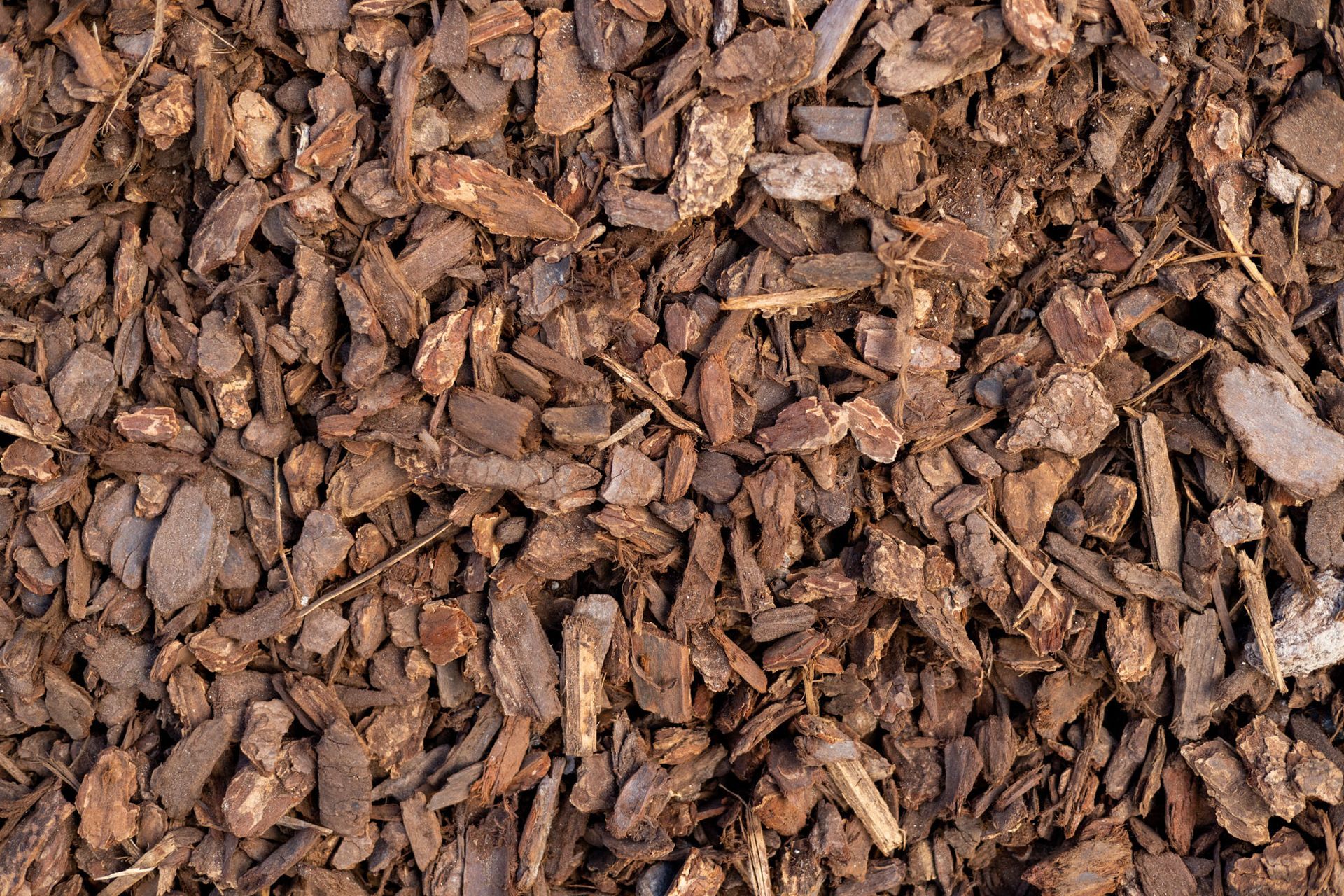 Small Bark