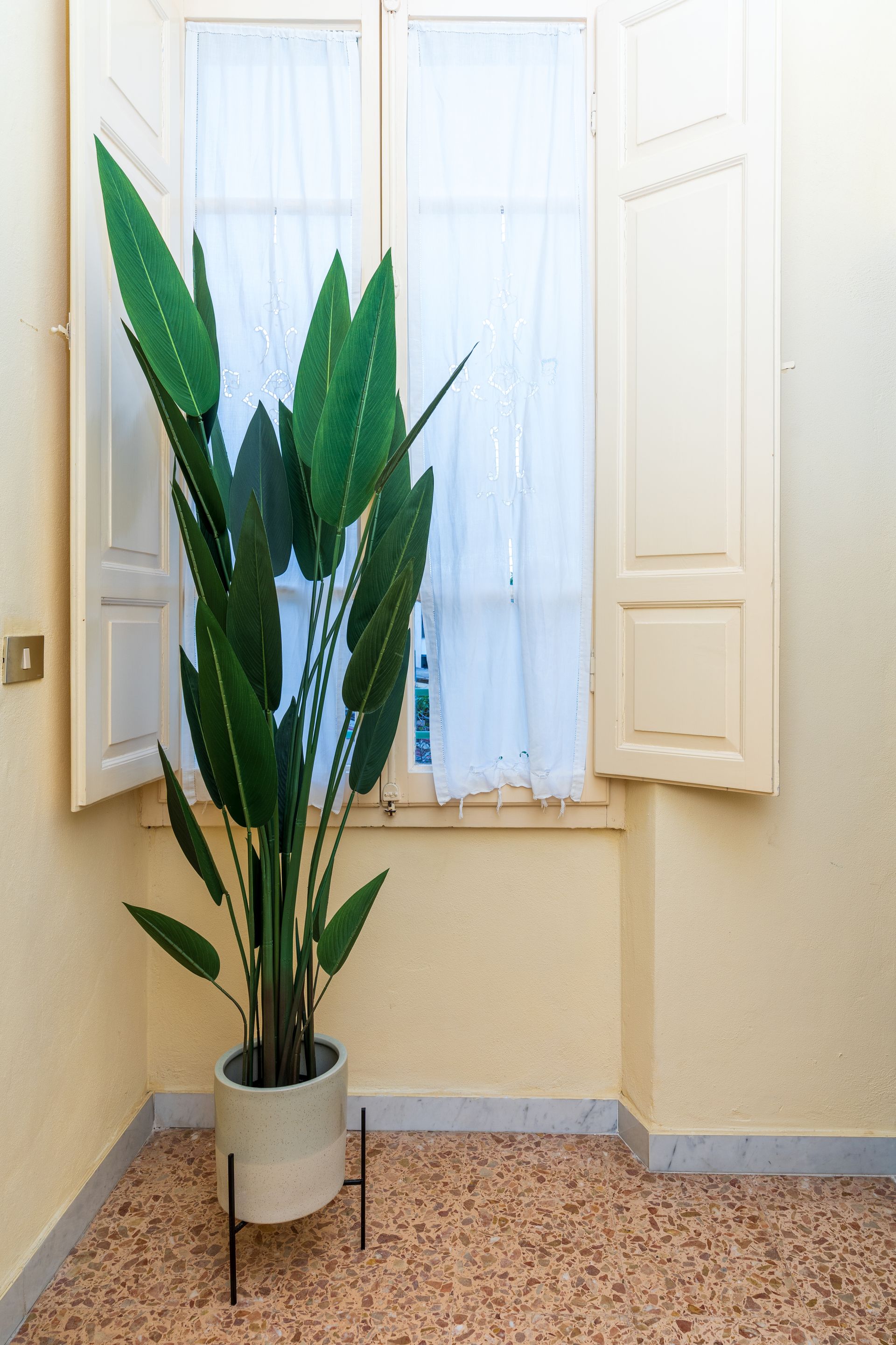 Tall green plant in a white pot, next to a window with closed yellow shutters and sheer curtains, on a patterned floor.
