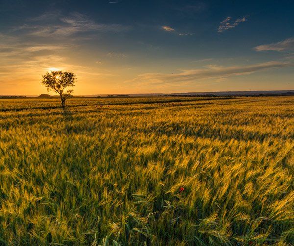 a tree in the middle of a field of wheat at sunset .