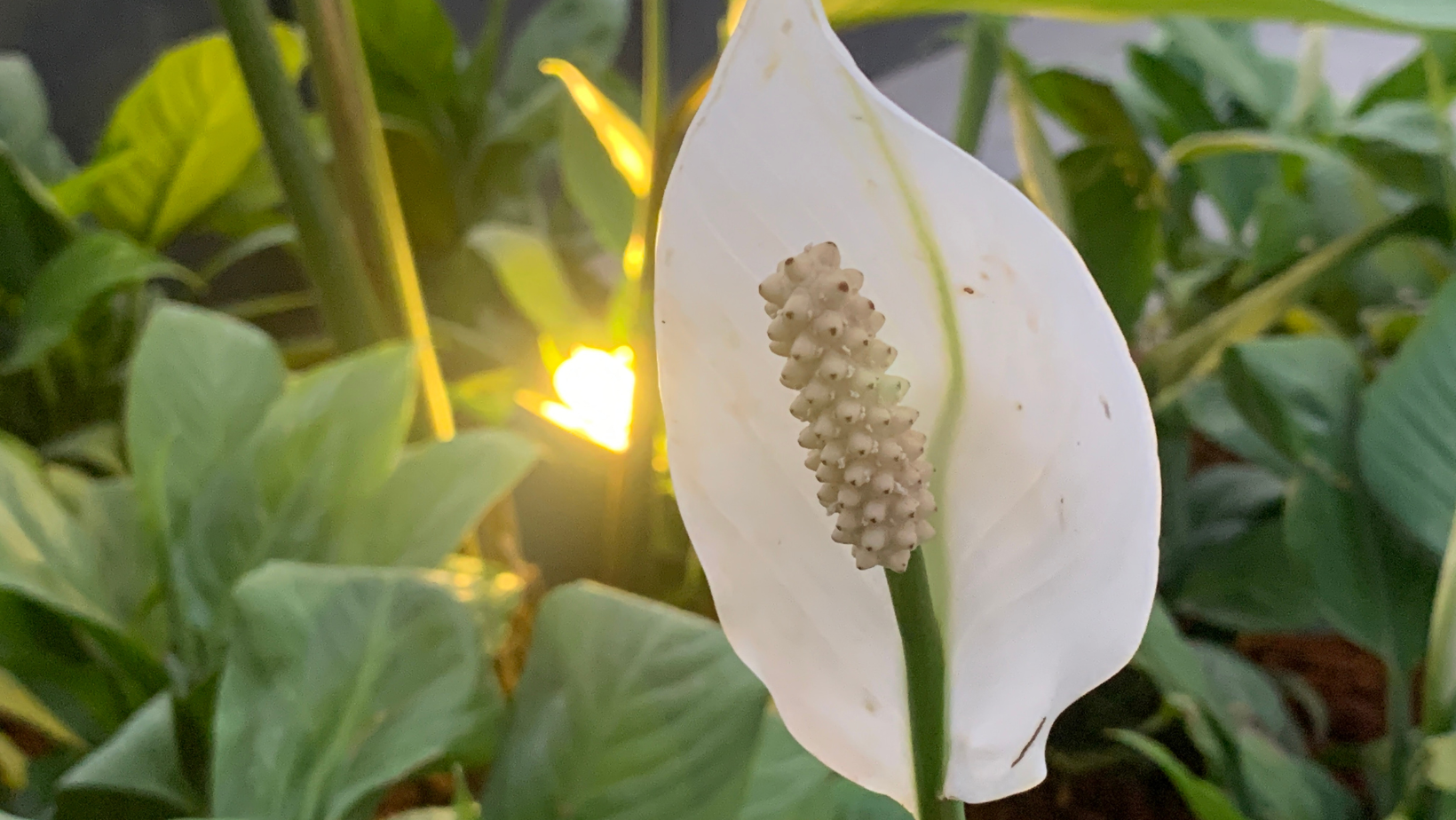a close up of a white flower with a yellow light in the background .