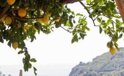 A tree with lots of lemons hanging from it.