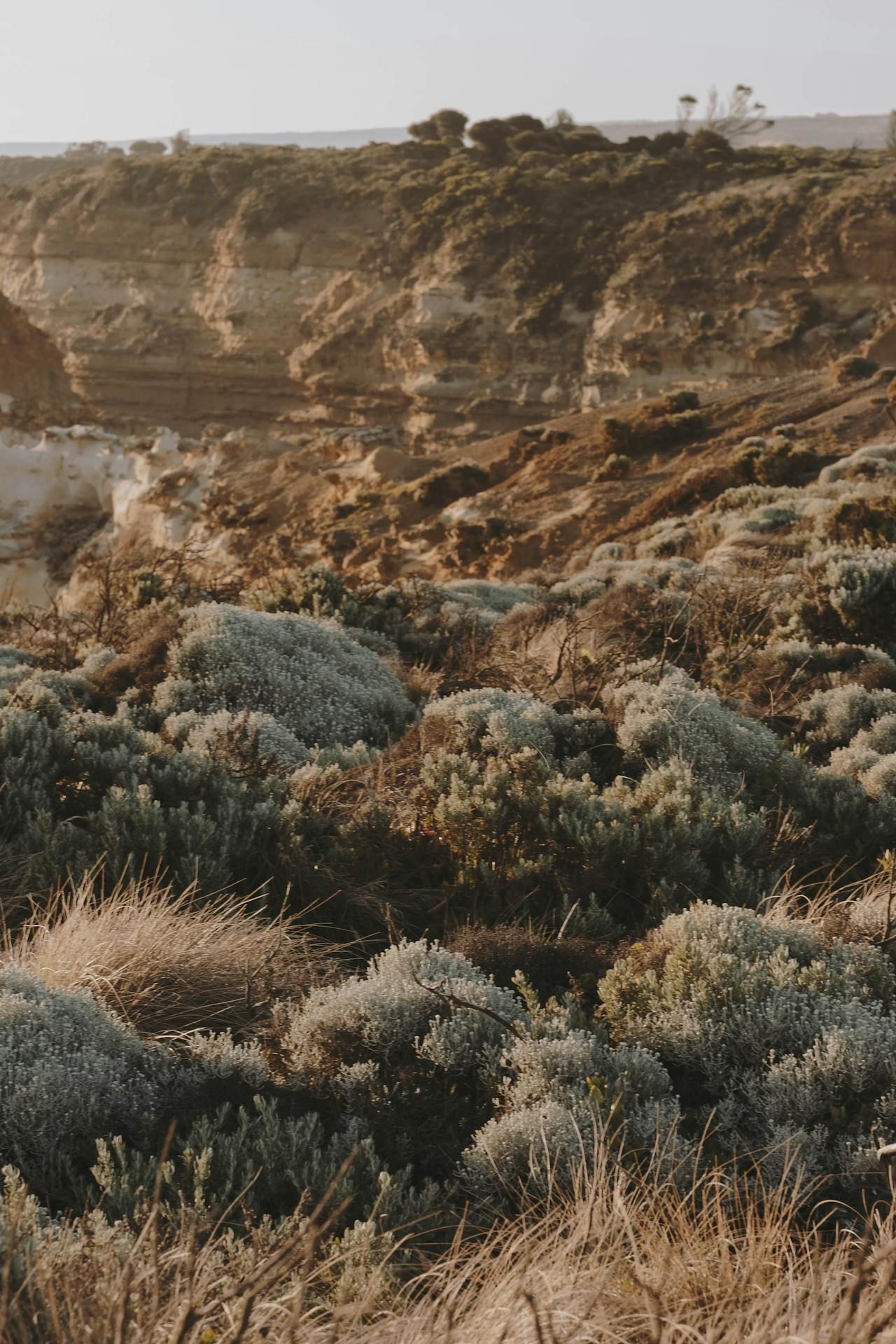 a desert landscape with a lot of plants and rocks