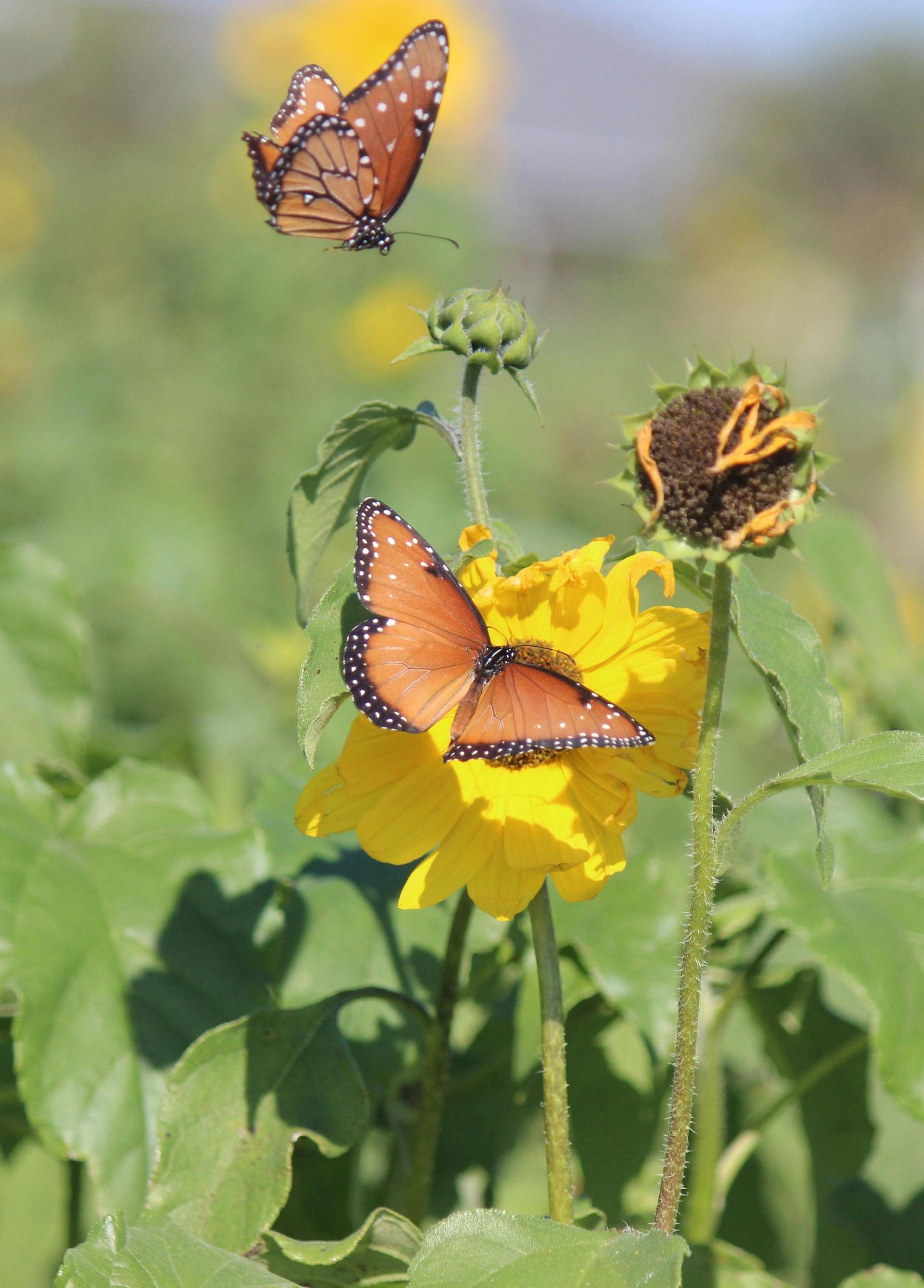 Two orange butterflies on yellow flowers in a sunlit garden