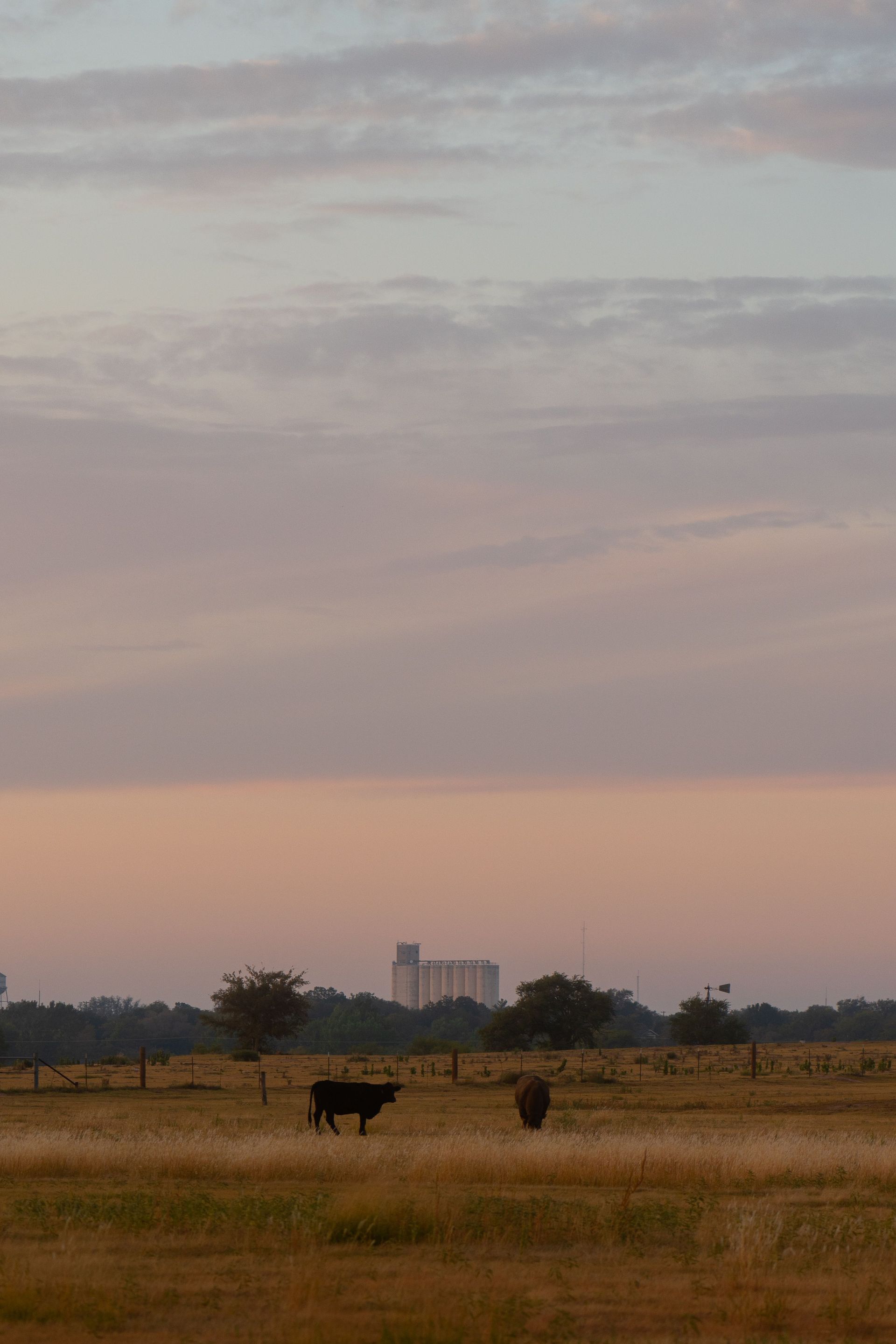 Two cows grazing in a dry field at sunset under a pastel sky
