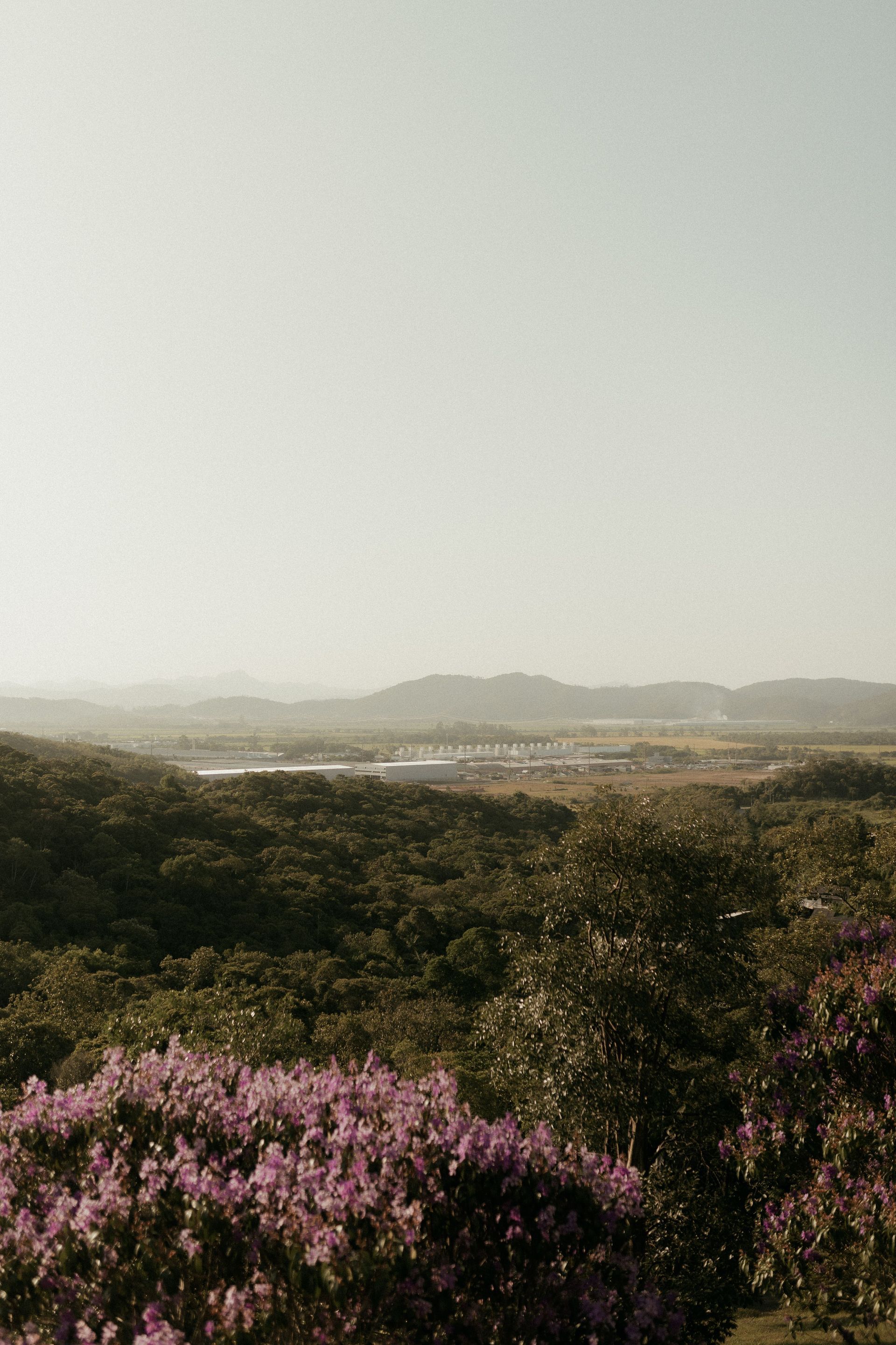 Pink wildflowers in the foreground with rolling hills and a hazy sky in the distance