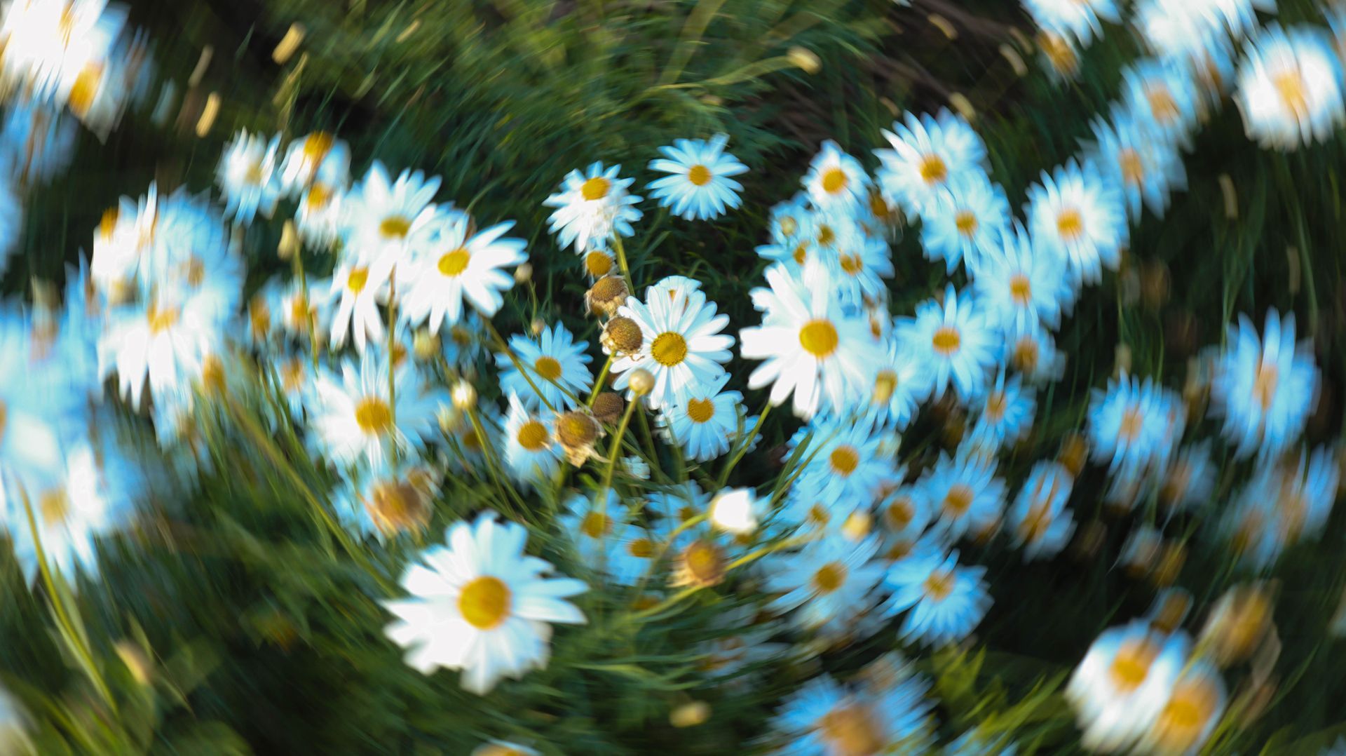White daisies with yellow centers in a blurred green field, creating a soft, swirling effect