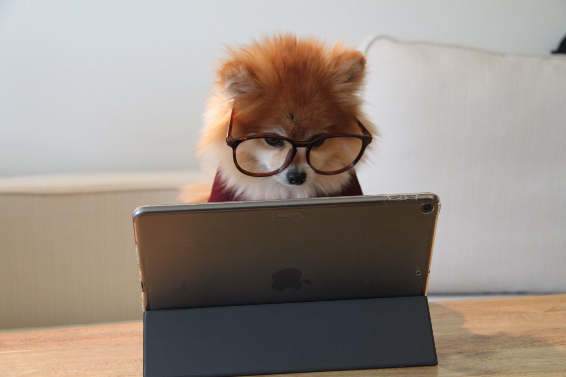 expert review dog using laptop