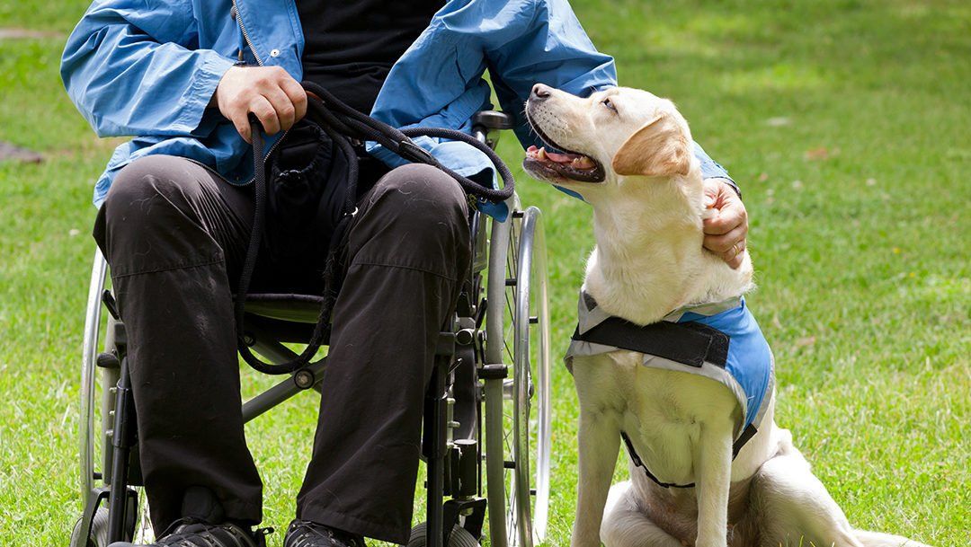 man in wheelchair with service dog man in wheelchair with service dog