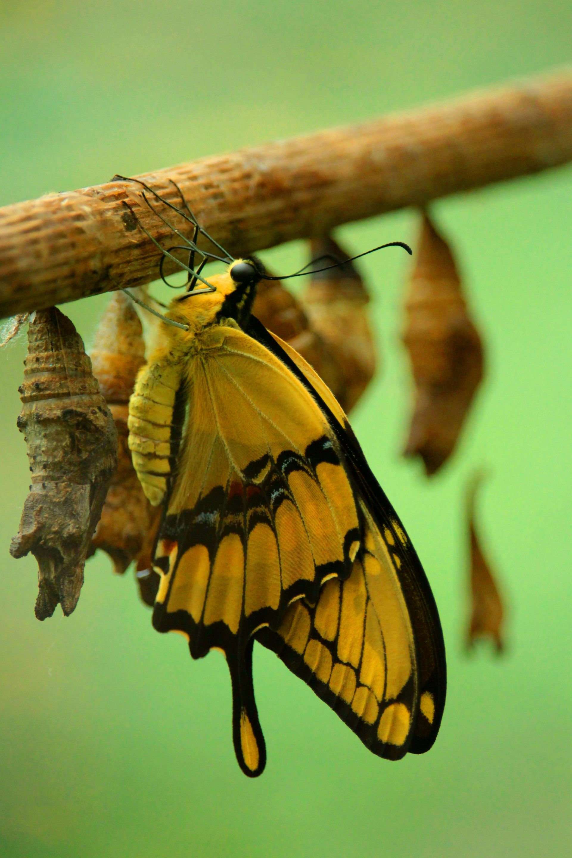 butterfly on a branch