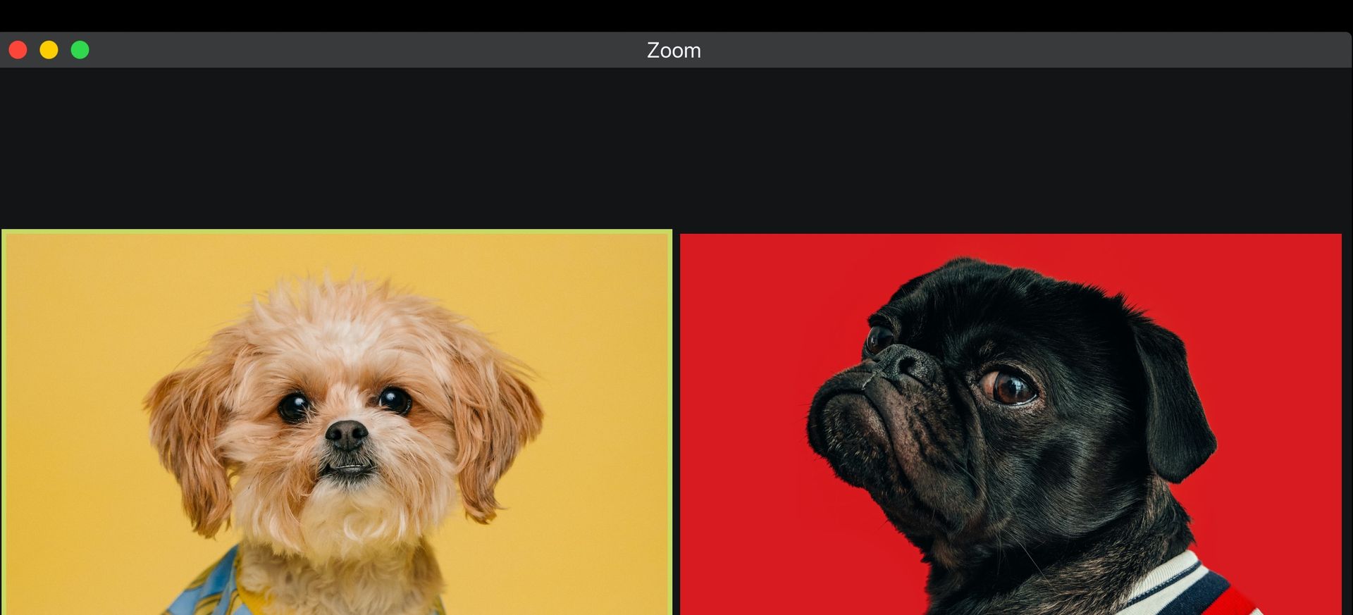 two dogs