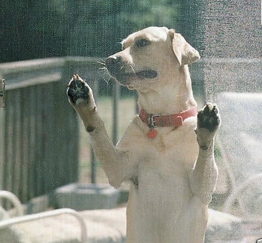 Pet Screens