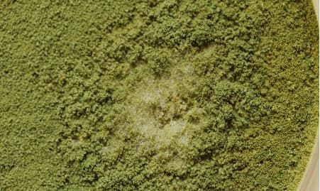 Mould green - Water Restoration in North Queensland