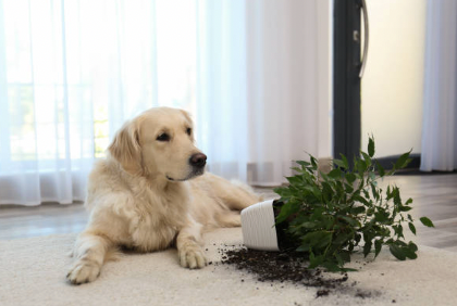 Mess on carpet - Carpet cleaners