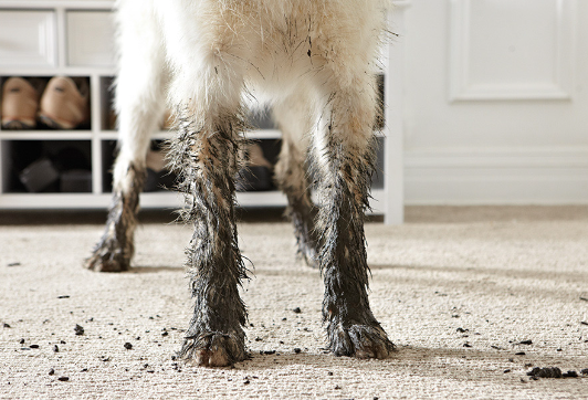 Pets - Carpet Cleaning - Tips for pet owners