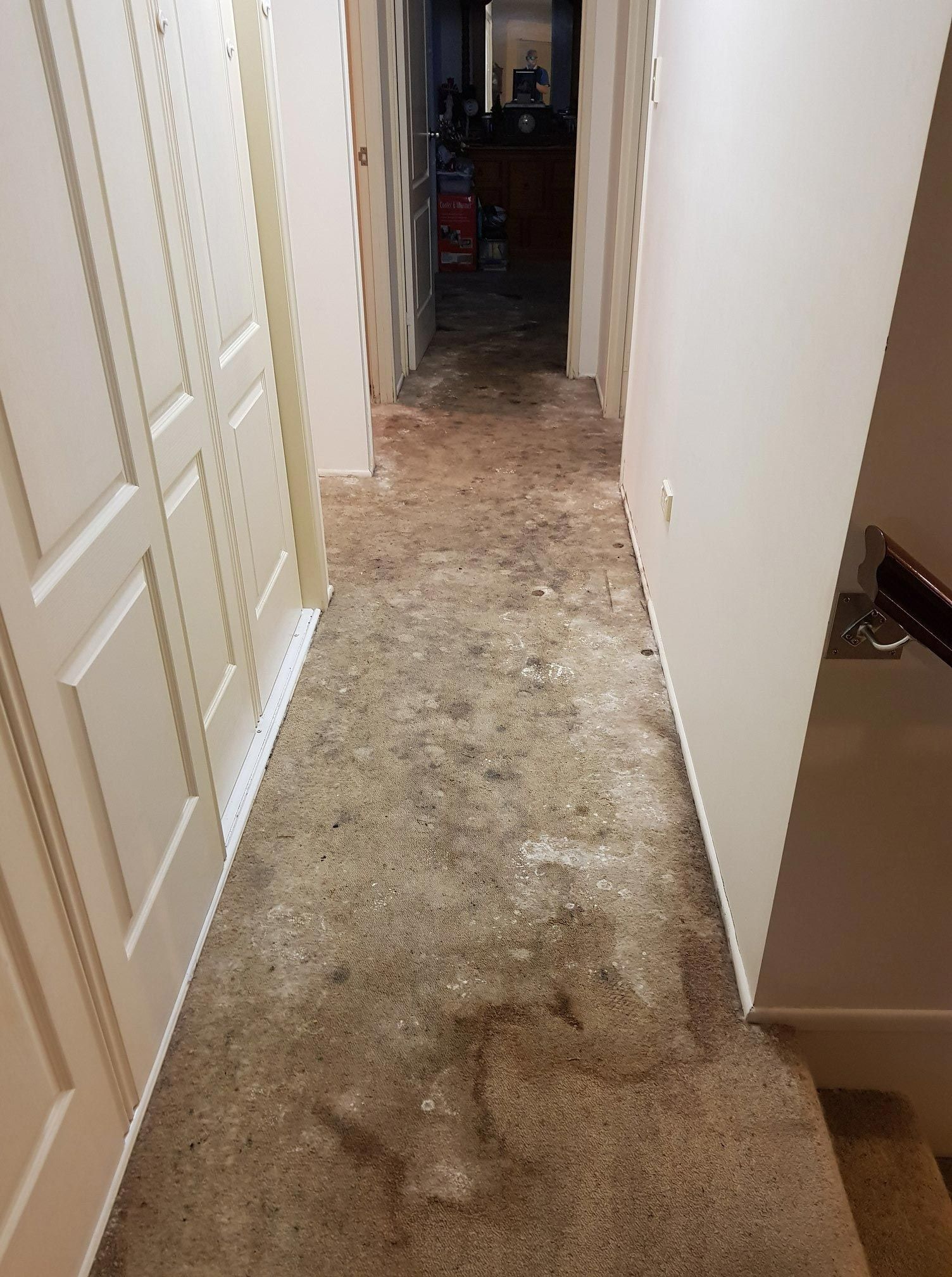 Moulds On Carpet Flooring