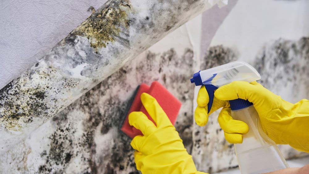Professional Cleaner Removing Moulds