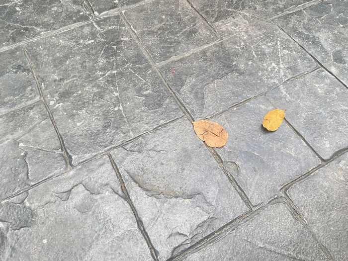 A leaf is laying on a stamped concrete floor.