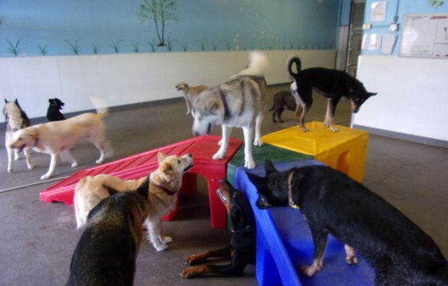 Group of dogs at daycare