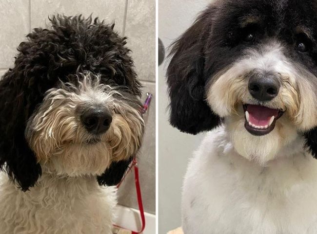 before and after picture of a black and white dog after grooming