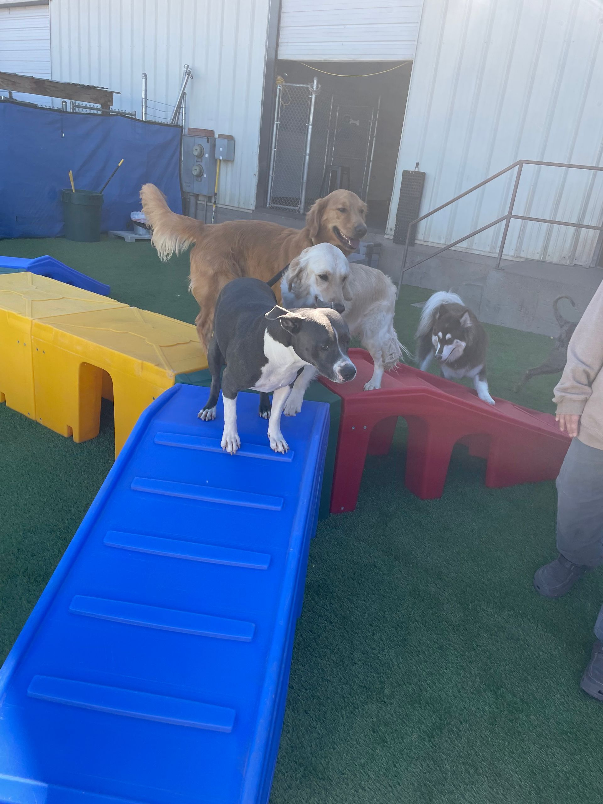 Dogs walk around plastic obstacle bridges