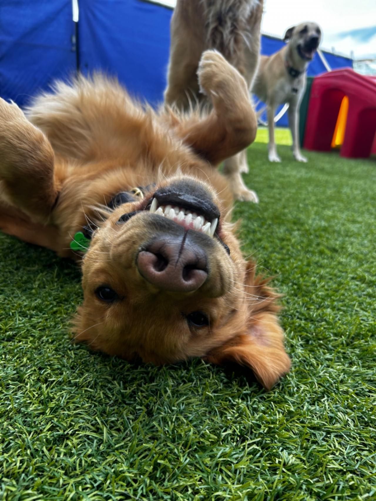 smiling dog laying on it's back
