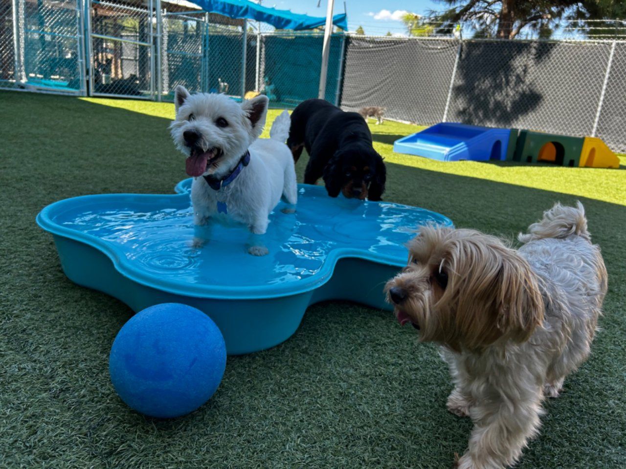 small dogs playing in a pool at dog camp