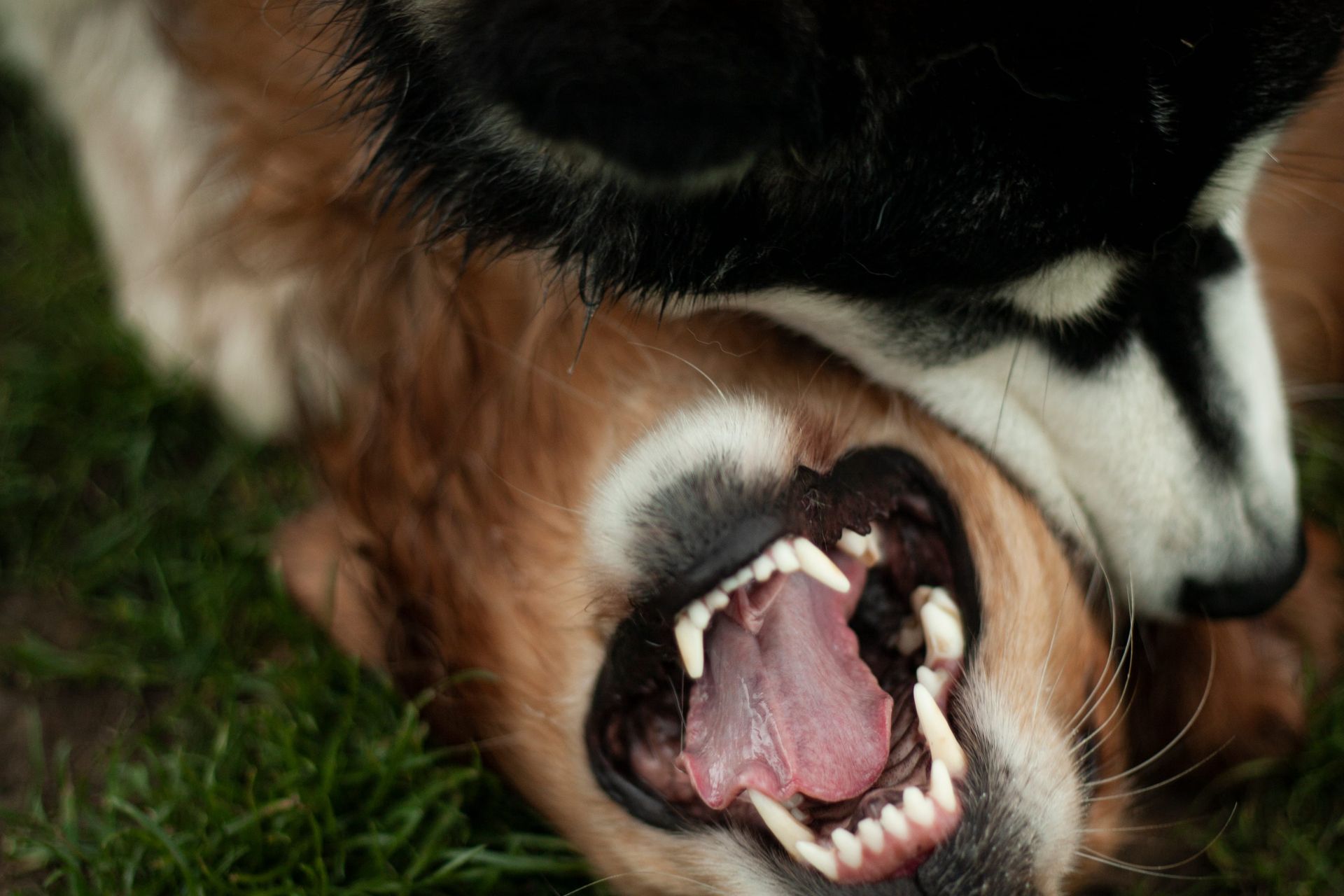 Close-up of a dog lying on grass with its mouth wide open and teeth visible