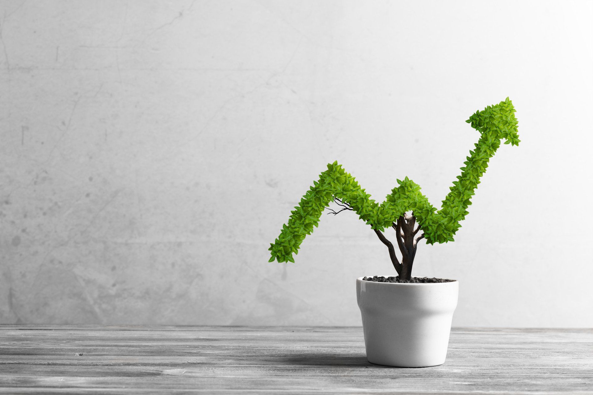 A plant that looks like a growth arrow