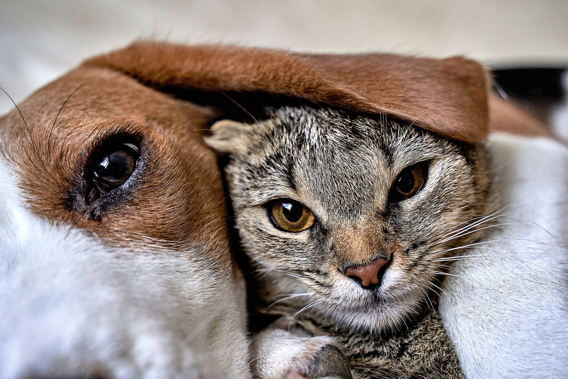 A cat and a dog are laying next to each other.