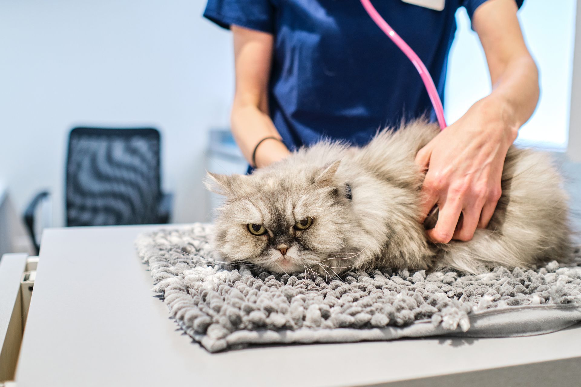 A veterinarian is examining a cat with a stethoscope.