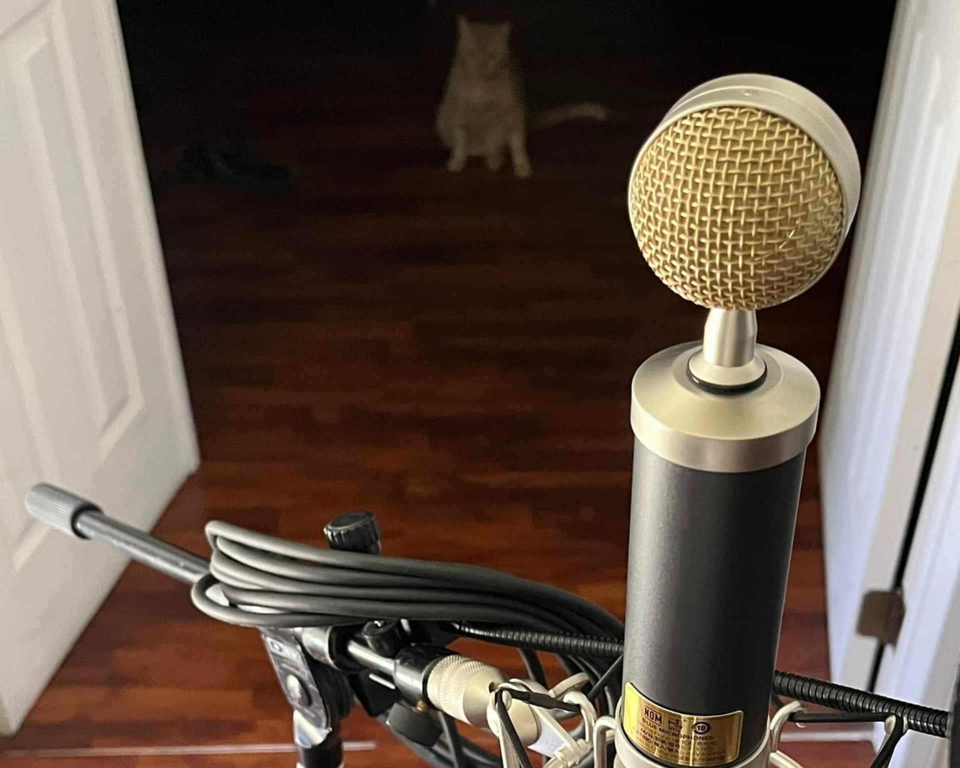 Gold microphone on a stand beside a guitar, facing a dark doorway with a cat in the background