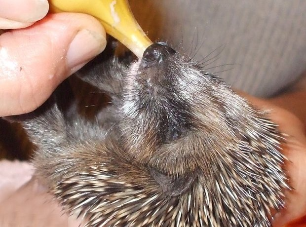 Igel
