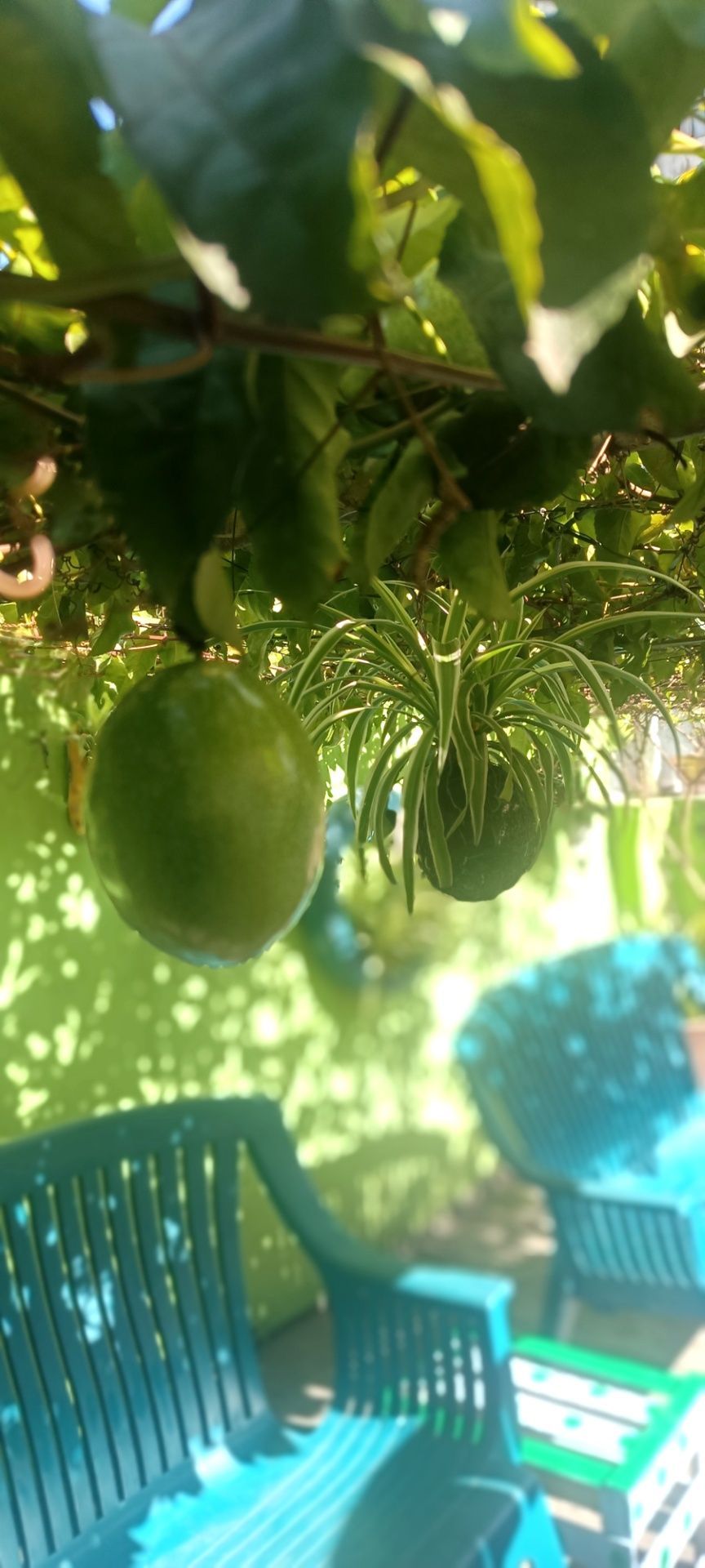 Abóboras verdes penduradas em uma trepadeira acima de cadeiras de pátio turquesa em um jardim ensolarado.