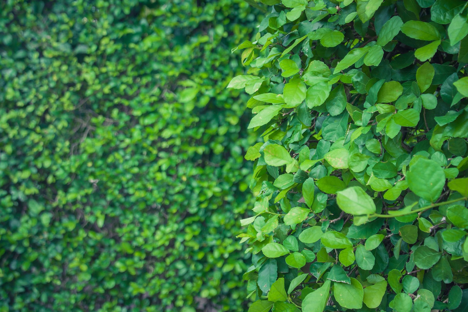 Close-up of a vibrant green hedge with small leaves, showing sharp focus in the foreground and a blurred background.