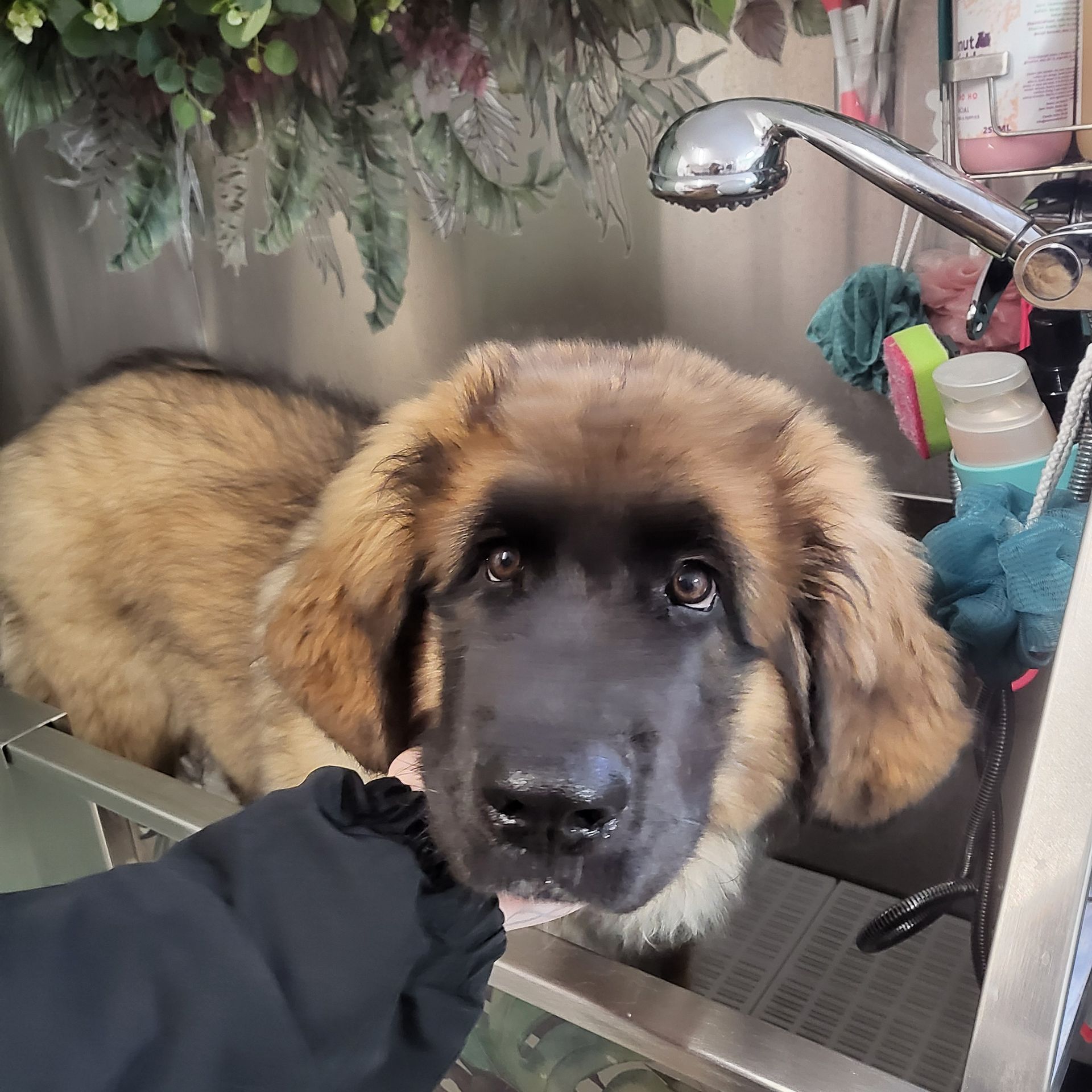 Leonberger
