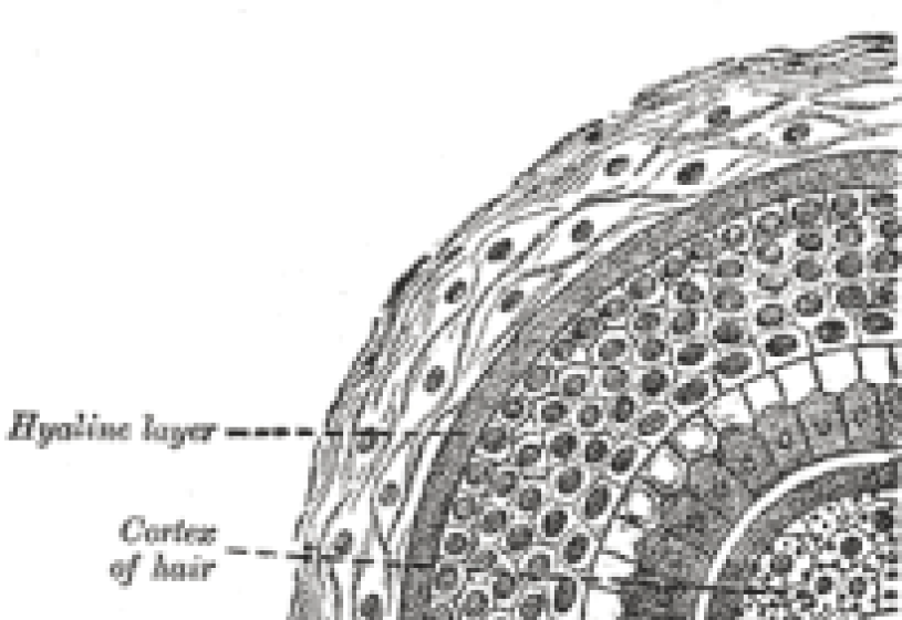 Schema in sezione trasversale di un follicolo pilifero che mostra lo strato ialino e la corteccia del pelo: struttura capello