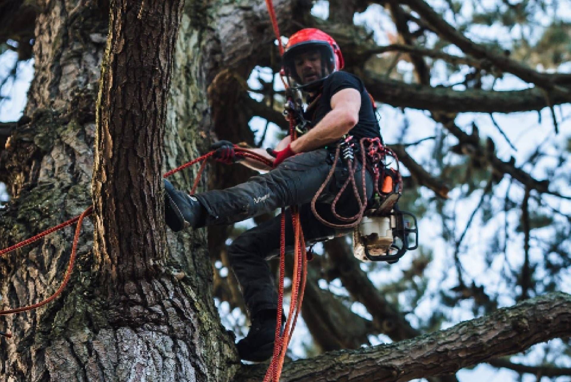 A man is climbing a tree with a chainsaw.