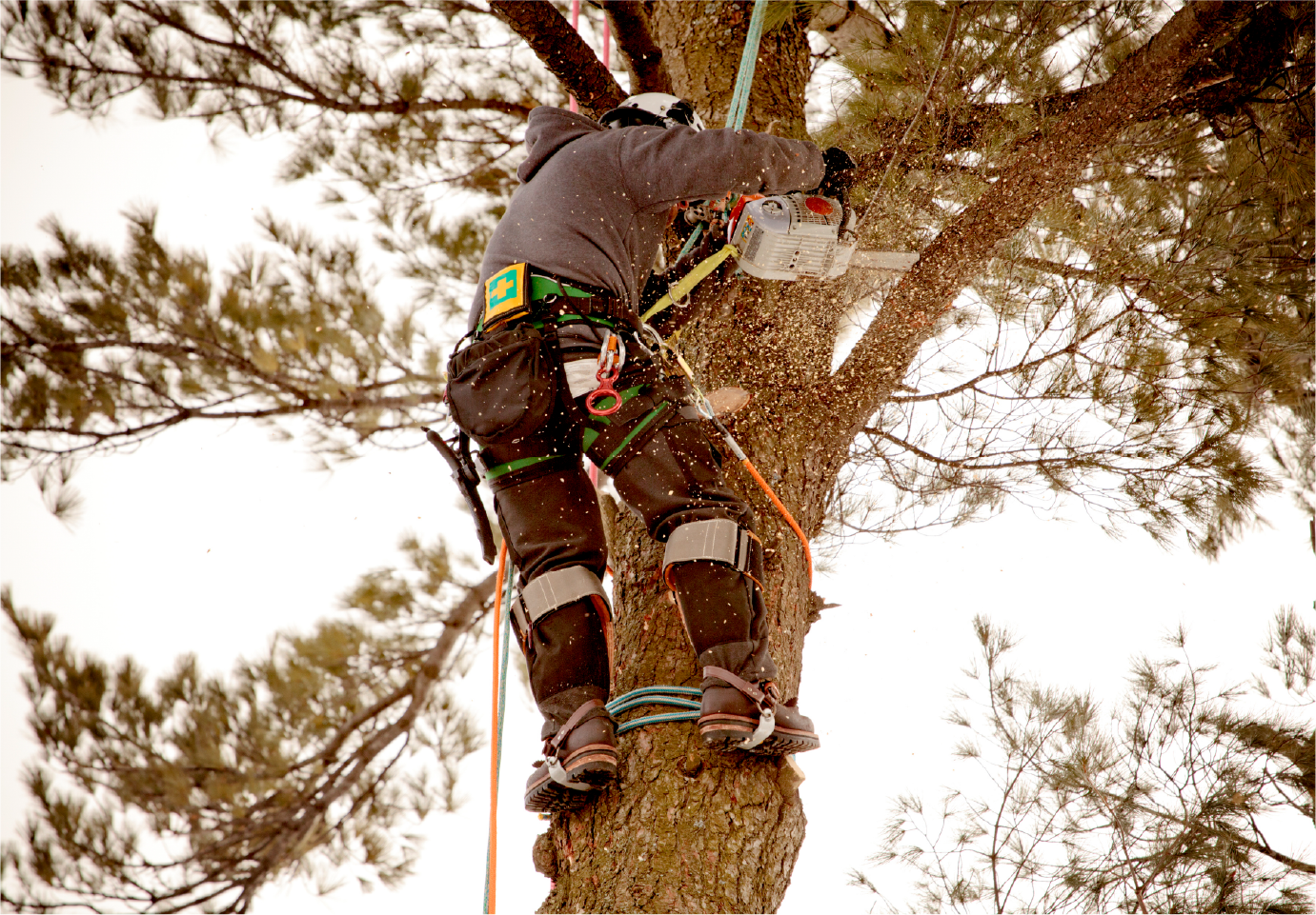 A man is climbing a tree with a chainsaw.