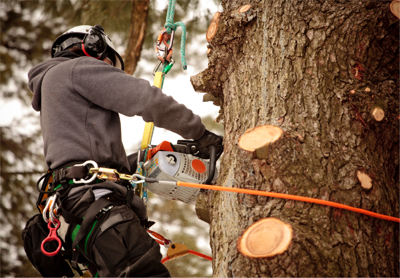 A man is cutting a tree with a chainsaw.