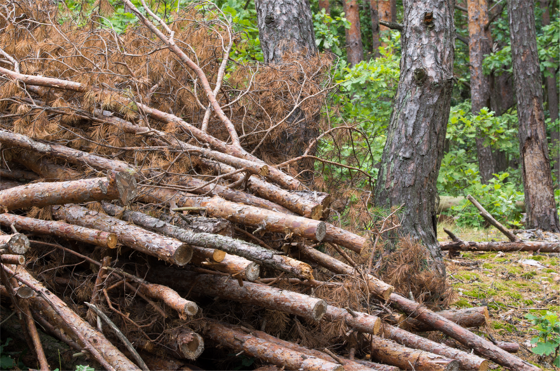 A pile of logs in the middle of a forest.
