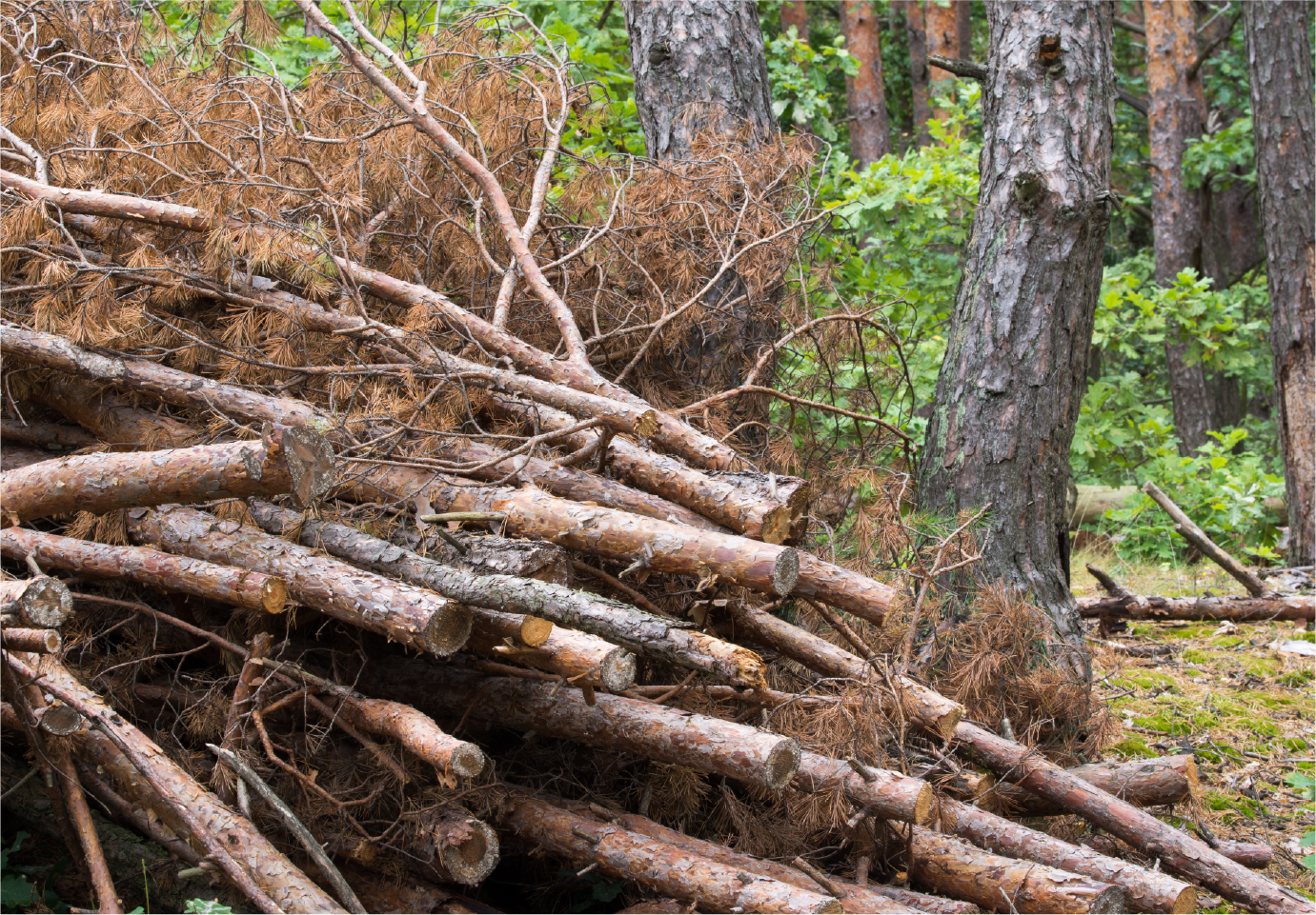 A pile of logs in the middle of a forest.