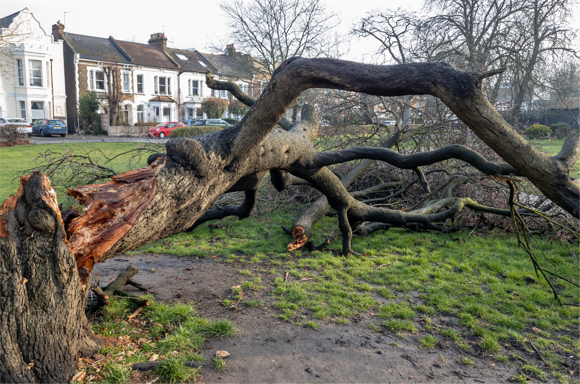 A fallen tree in a park with houses in the background