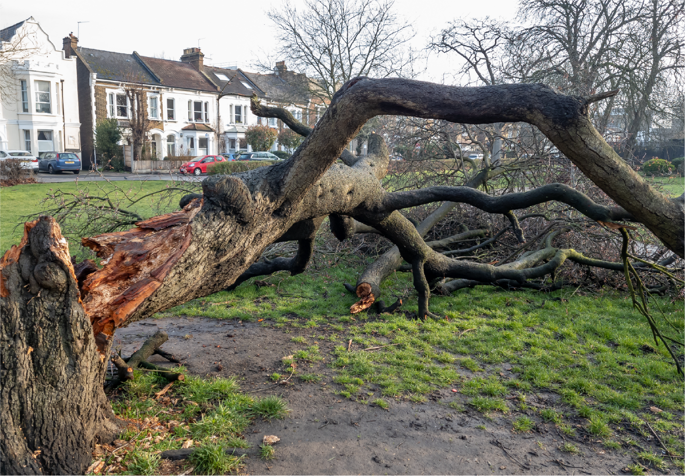 A fallen tree in a park with houses in the background.