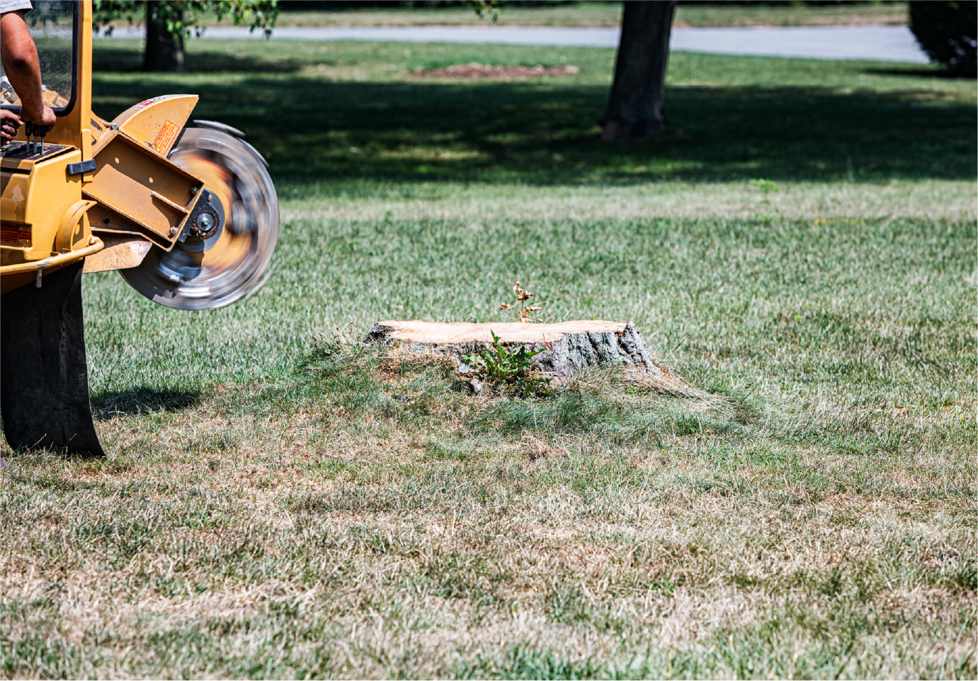 A man is using a stump grinder to remove a tree stump.