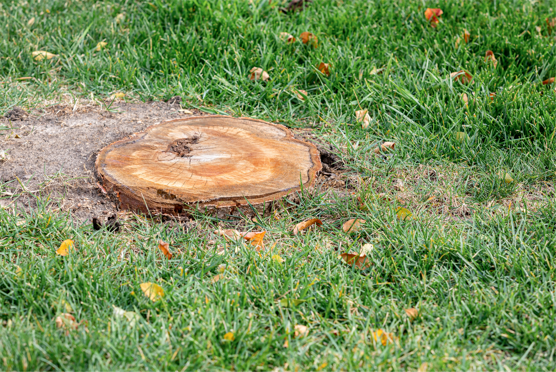 A tree stump is sitting in the middle of a lush green field.