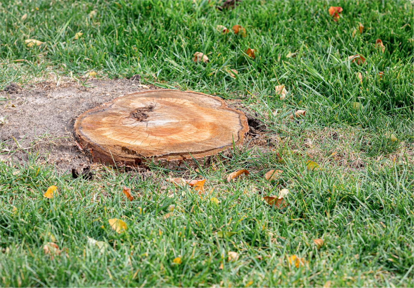 A tree stump is sitting in the middle of a lush green field.
