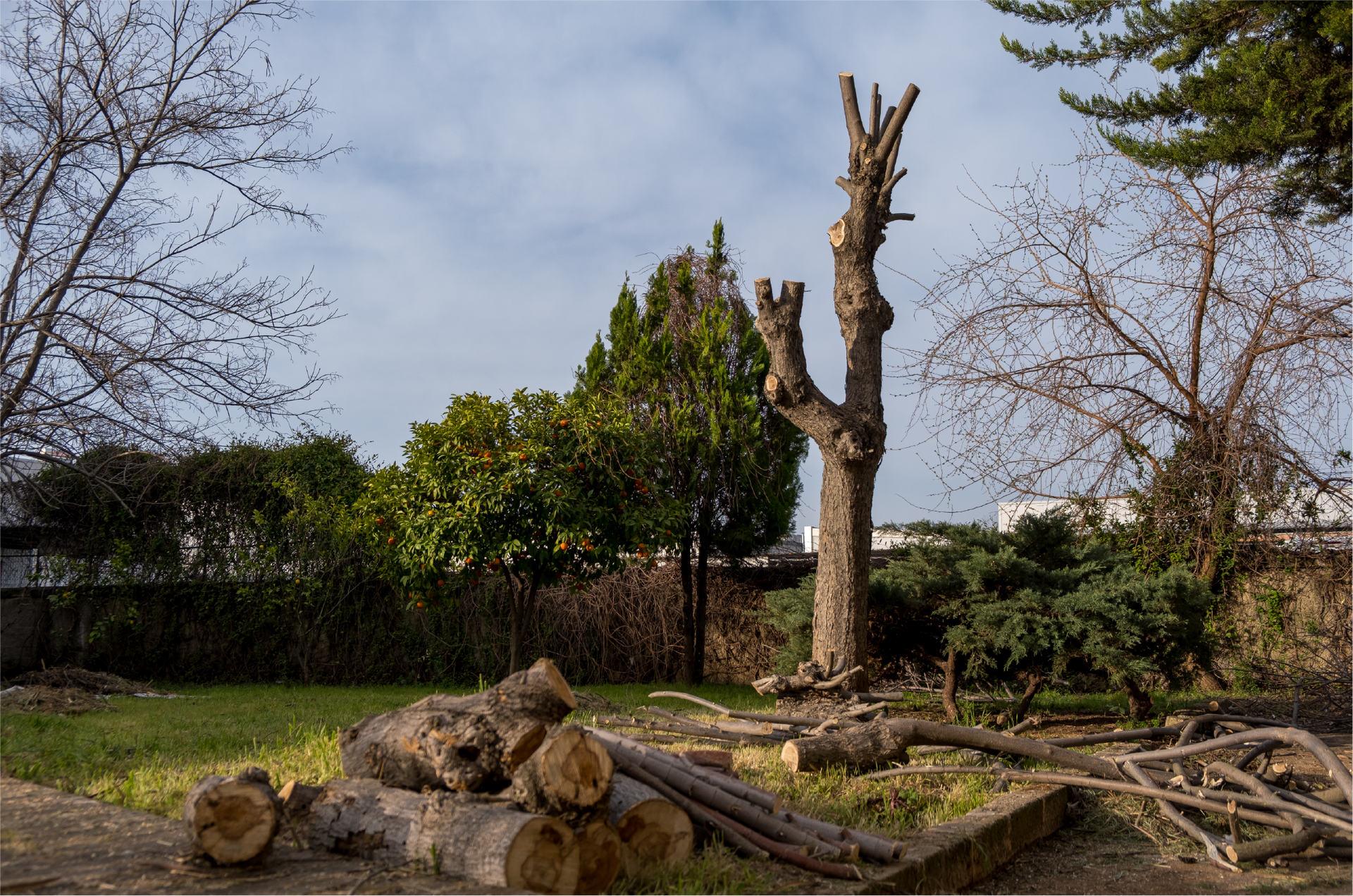A pile of logs in a yard with a tree in the background.