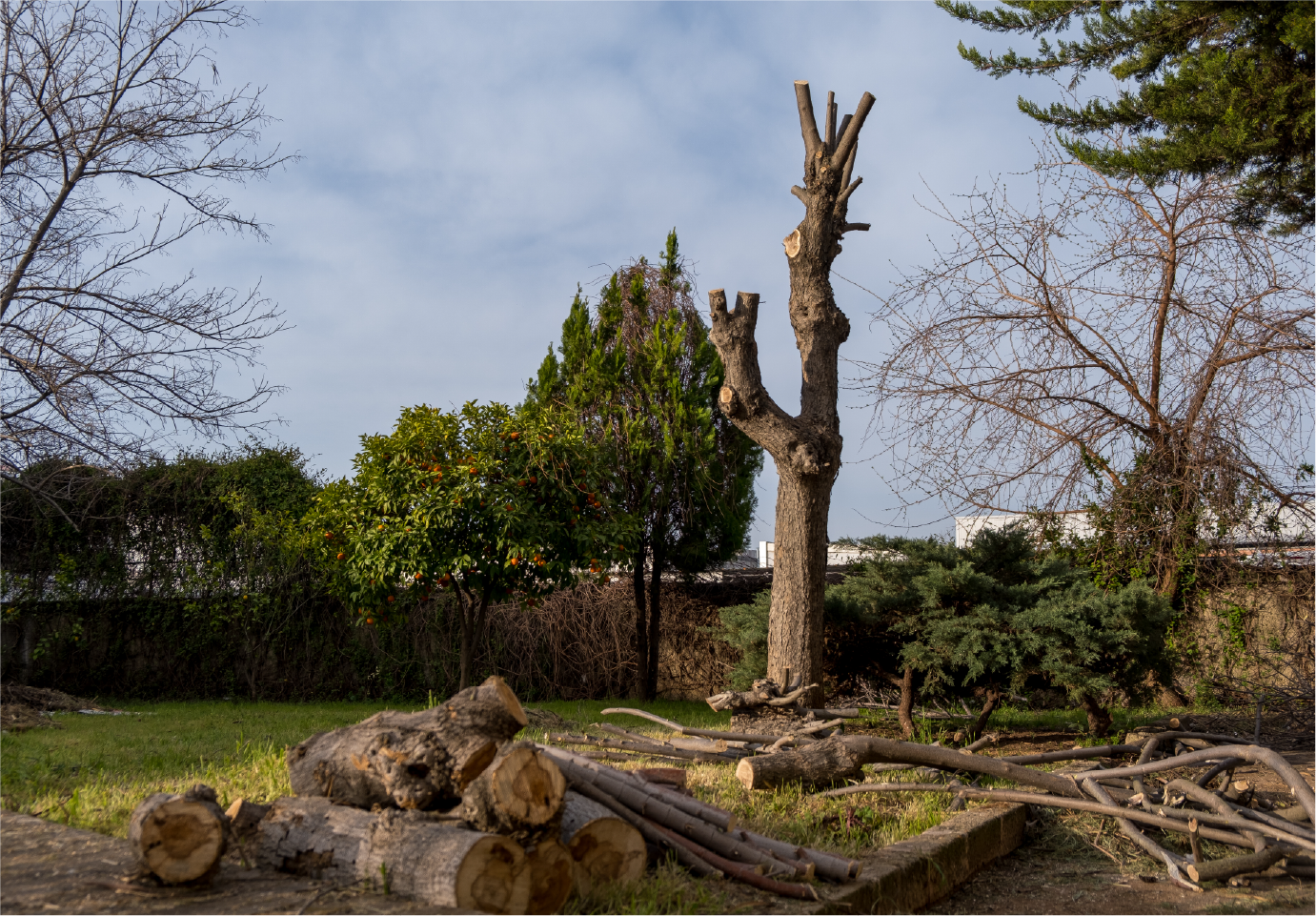 A pile of logs in a yard with trees in the background.