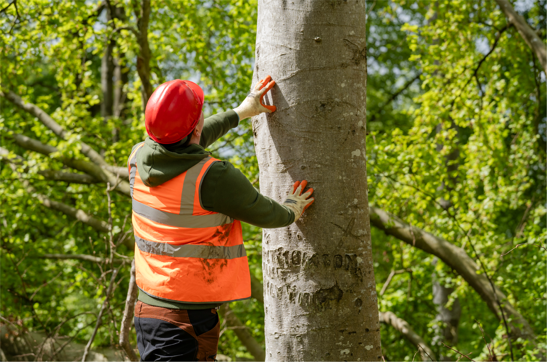 A man is cutting a tree with a chainsaw in the woods.