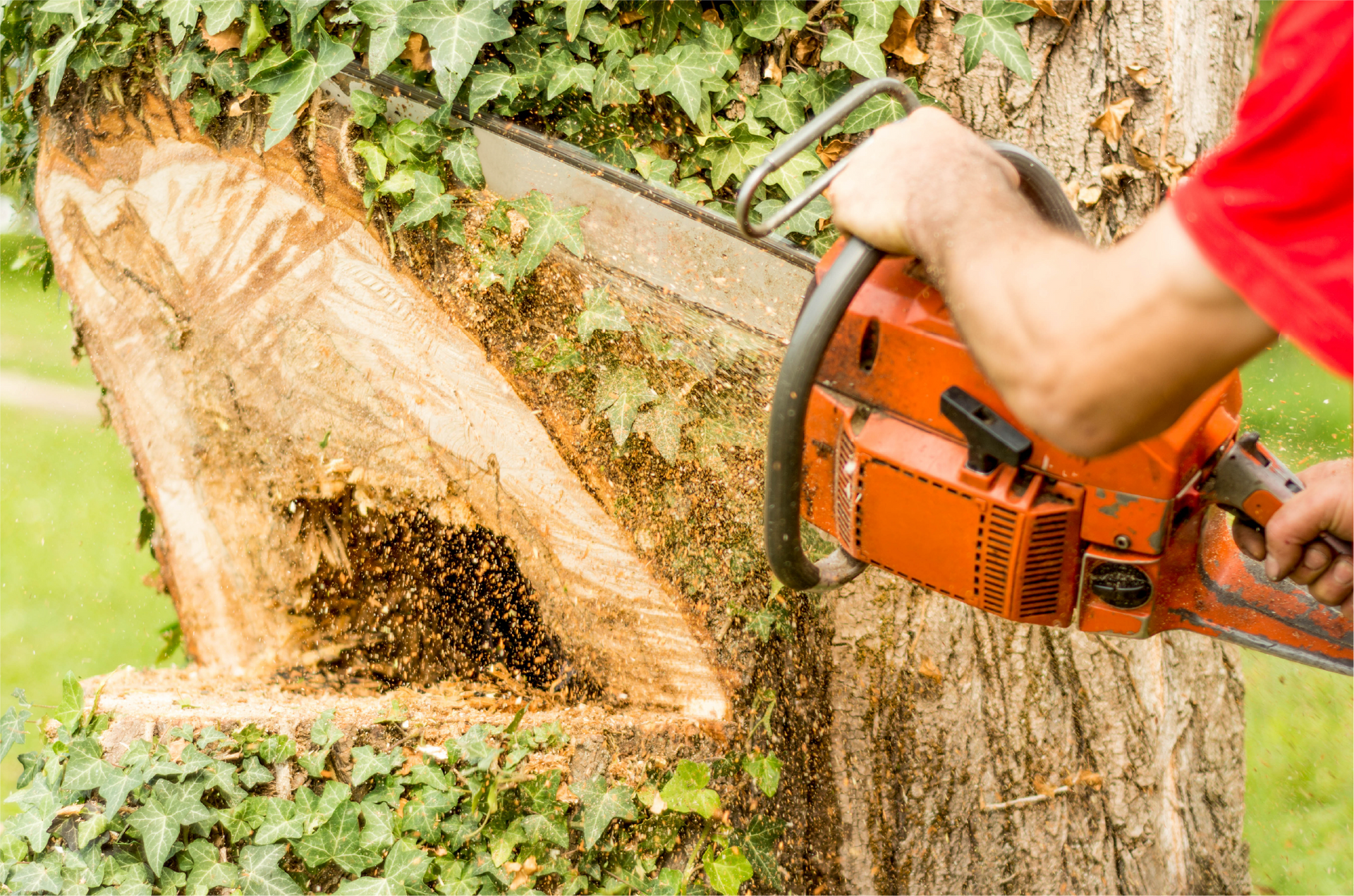 A man is cutting a tree with a chainsaw.